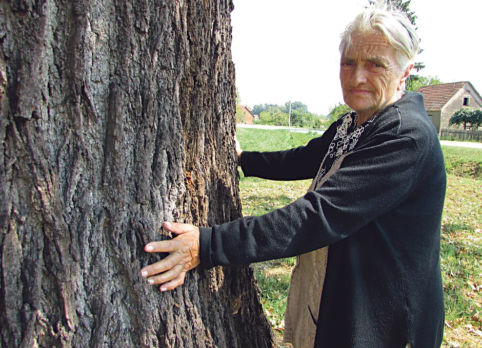 Baka, prabaka, čukunbaka...