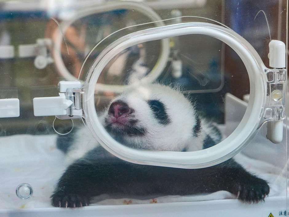 Mladunče džinovske pande, vrste koja je bila na ivici izumiranja, u inkubatoru u kineskom Centru za uzgoj pandi