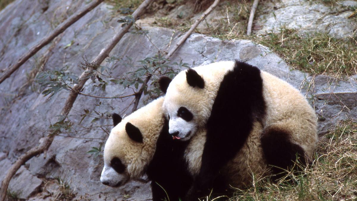 Zaloty pand trwały ponad tydzień. Ich godowe rytuały udało się nagrać stacji PBS Nature.i zoologom z Wolong Panda Center