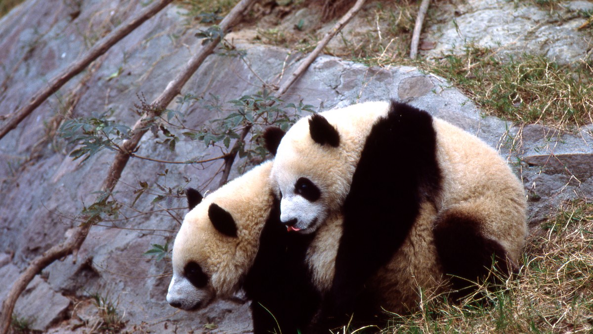 Zaloty pand trwały ponad tydzień. Ich godowe rytuały udało się nagrać stacji PBS Nature.i zoologom z Wolong Panda Center