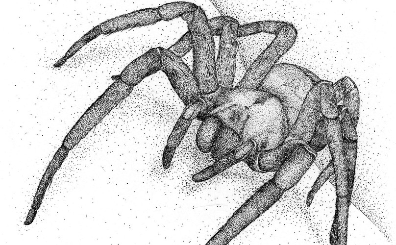 Wałęsak brazylijski