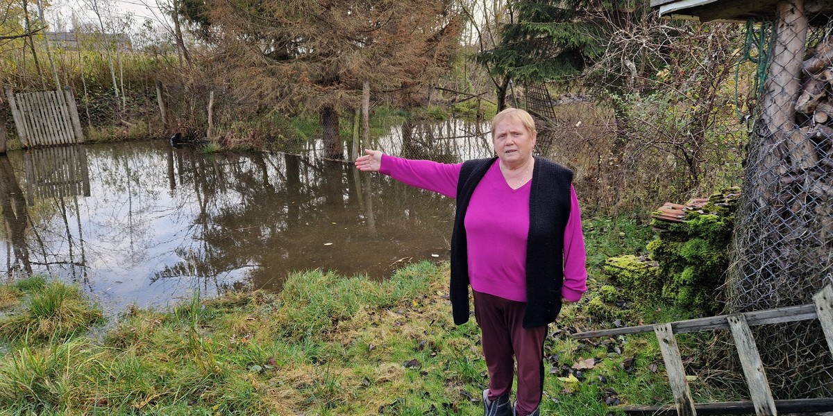 Był ogród z warzywami i kwiatami. Teraz tu można najwyżej ryby wpuścić – mówi pani Anna, walcząca z... bobrami!