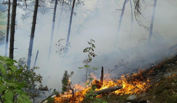 pozar suma Celinac 1