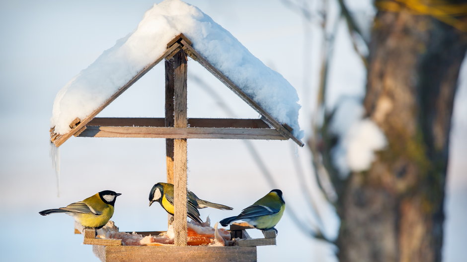 Karmnik ułatwia zdobycie pożywienia przez ptaki zimą - Linas T/stock.adobe.com