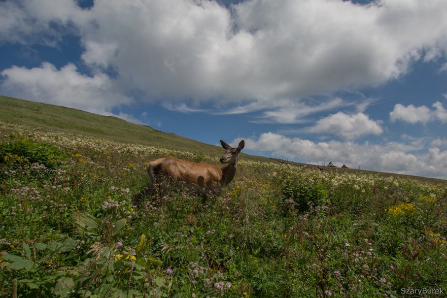 Kamperem na dziko w Bieszczady