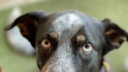Boszi, a terápiás kutya, aki tornázni tanítja a gyerekeket – fotó