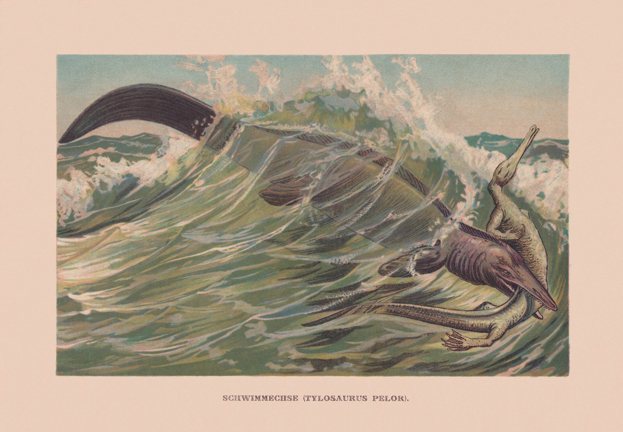 Mosasaurus