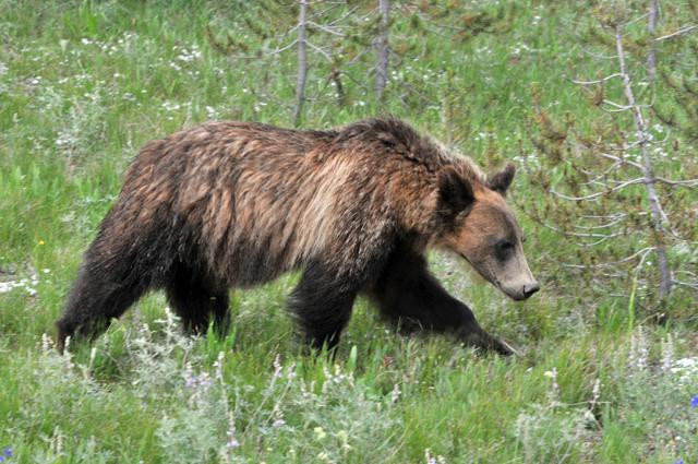 Galeria USA - Park Narodowy Yellowstone, obrazek 12