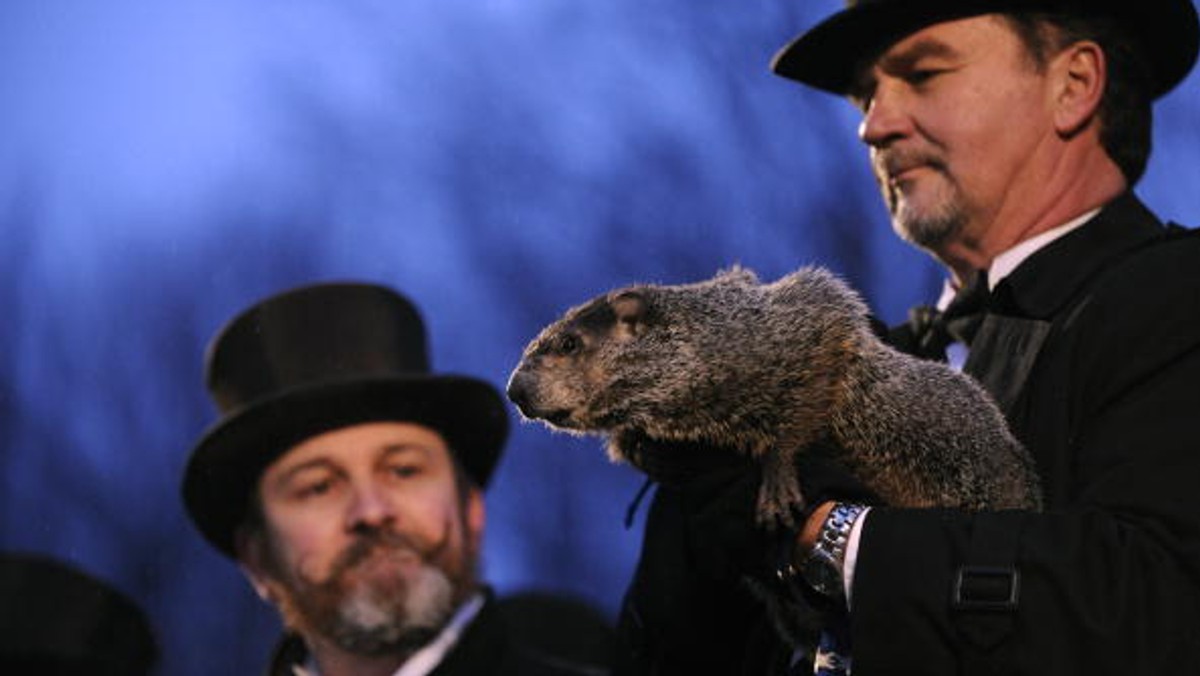 Jeszcze sześć tygodni zimy przepowiedział najsłynniejszy świstak na świecie Phil z Punxsutawney w stanie Pensylwania.