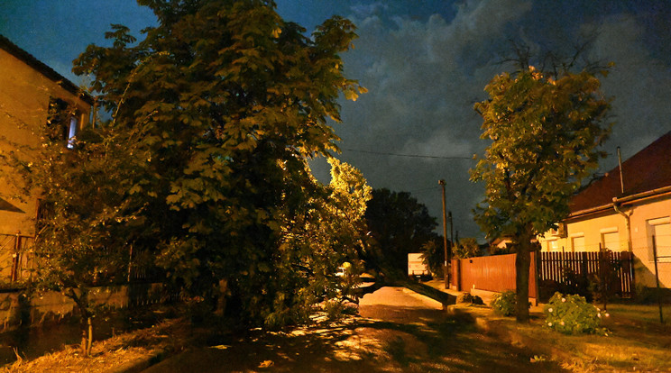 Vas vármegyében több helyen is fákat döntött ki a viharos szél/Illusztráció: MTI/Mihádák Zoltán