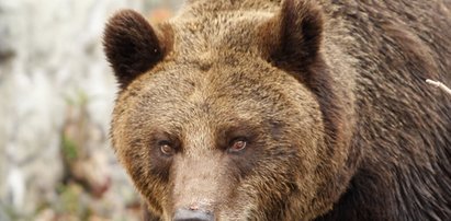 Ratownicy szukają niedźwiedzia i zaginionego człowieka!