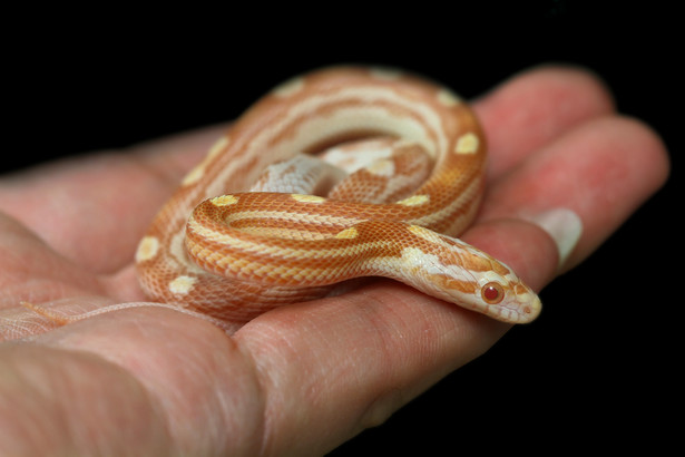 Wąż zbożowy albinos