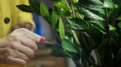 Domowa odżywka dla zamiokulkasa. Będzie miał dużo liści i mocne łodygi. Radzi nasza Czytelniczka