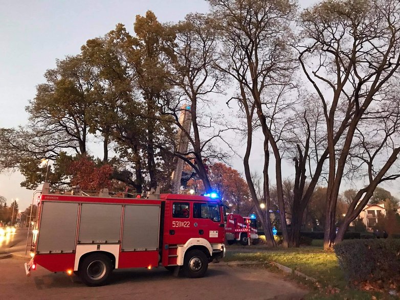 Sieradzcy strażacy zwrócili wolność zaplątanemu ptakowi