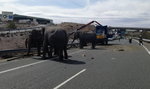 Wypadek ciężarówki z cyrkowymi słoniami