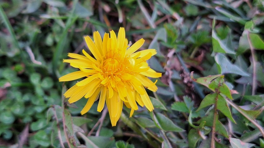 Maslačak je poznat po svojoj sposobnosti da stimuliše procese čišćenja u organima 