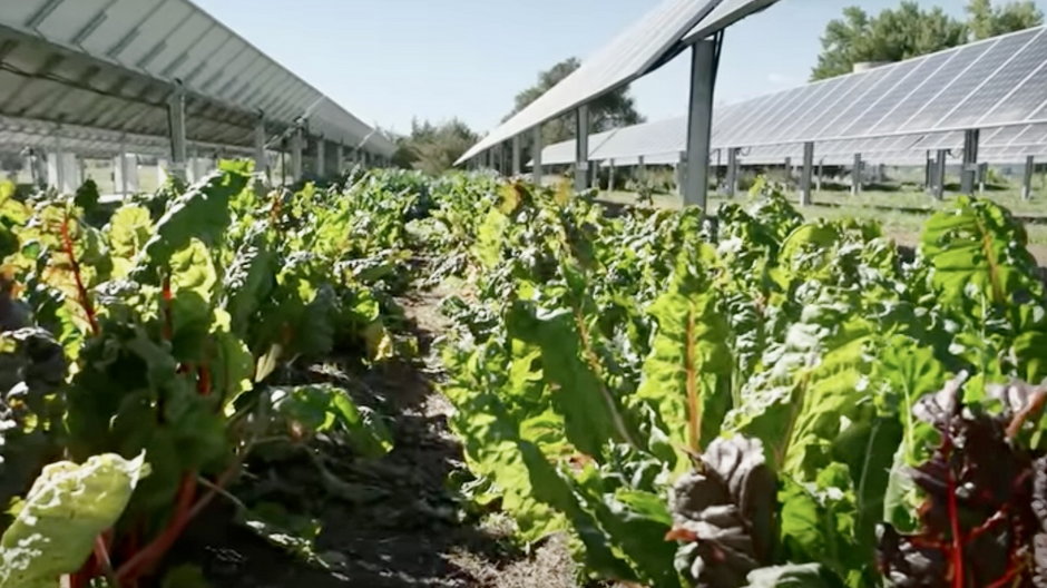 Farmy agrofotowoltaiczne pozwalają na wykorzystanie zajętych terenów dla celów produkcji rolnej