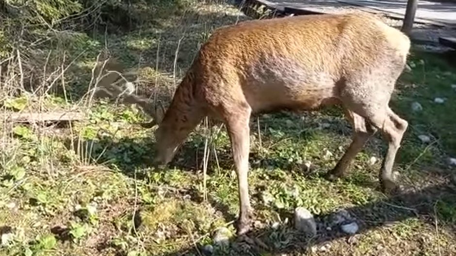 Zwierzęta w Tatrach wychodzą już w okolice szlaków - fot. Facebook/Tatrzański Park Narodowy - screen