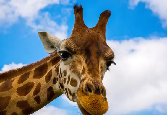 Czy wiesz, co żyrafa robi z szyją podczas snu? Sprawdź najdziwniejsze senne zwyczaje zwierząt