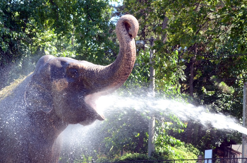 I njima treba rashlađenje: životinje u Beogradskom zoološkom vrtu