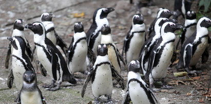 To są afrykańskie pingwiny!