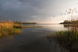 Złote algi wykryte w niemieckiej części Zalewu Szczecińskiego