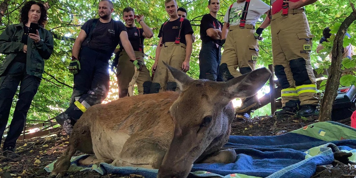 Wybrała się na jabłuszka i wpadła w tarapaty, na szczęście sztab ludzi łanię uratował