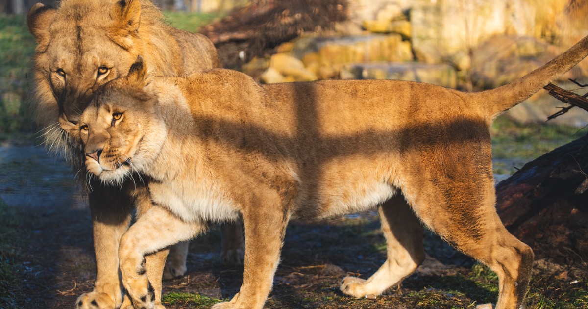 Skorzystaj z programu Nasz Wrocław i odwiedź zoo!