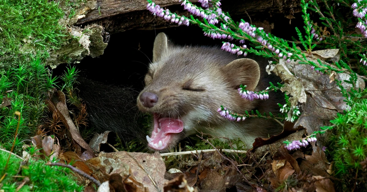 Jak pozbyć się kuny z poddasza domu? Czego nie lubi kuna?