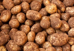 Rząd spełnia obietnice: zakazuje stosowania zmodyfikowanych odmian ziemniaków i kukurydzy