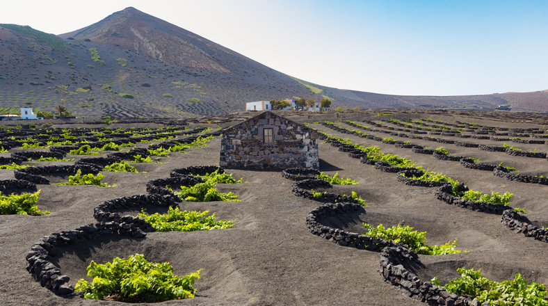 Winnica, Lanzarote