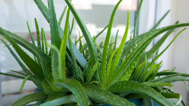 Stosuj aloes na skórę twarzy. Opóźni starzenie i poprawi cerę