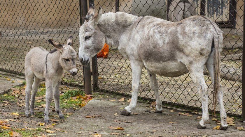 Tragedia w poznańskim ZOO. Nie zobaczymy już słynnych osiołków