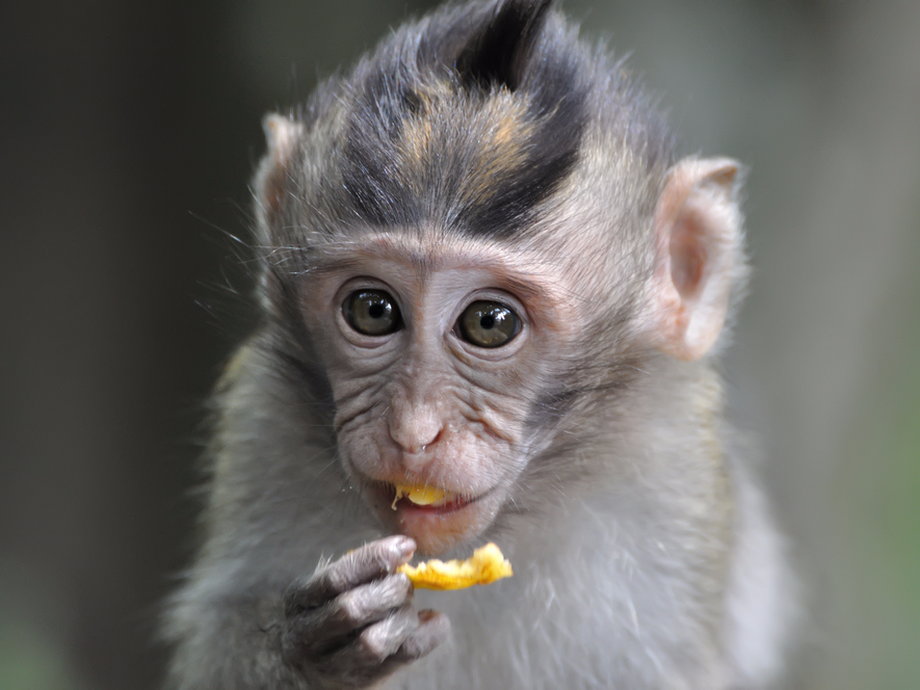 Robert Dudley looks into the evolution of primates' attraction to fruit in his book "The Drunken Monkey."