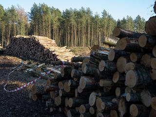 Od kilku lat przemysł przetwórstwa drewna alarmuje, że nie może kupić wystarczającej ilości drewna od Lasów Państwowych. Tymczasem największe polskie elektrownie wykorzystujące biomasę drzewną, spalają równowartość kilku-kilkunastu hektarów lasu dziennie każda.