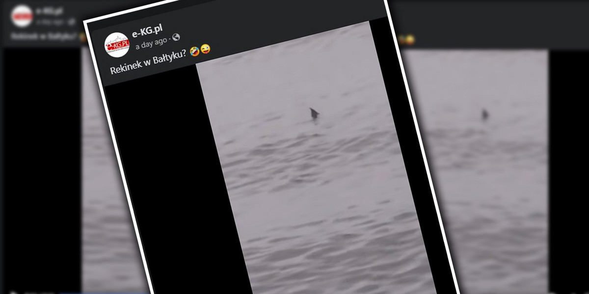 Rekin pojawił się w Bałtyku? Nagranie zdumiewa internautów.