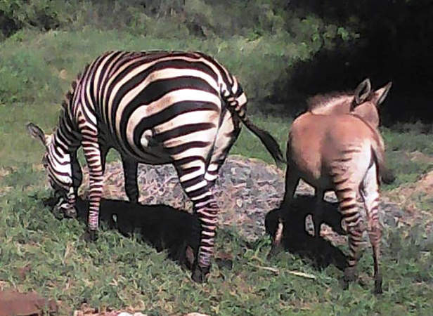 Zebroid. Jak wygląda dziecko zebry i osła?