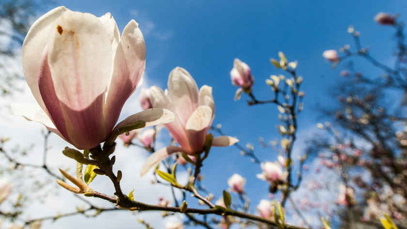 W kórnickim arboretum zakwitły magnolie