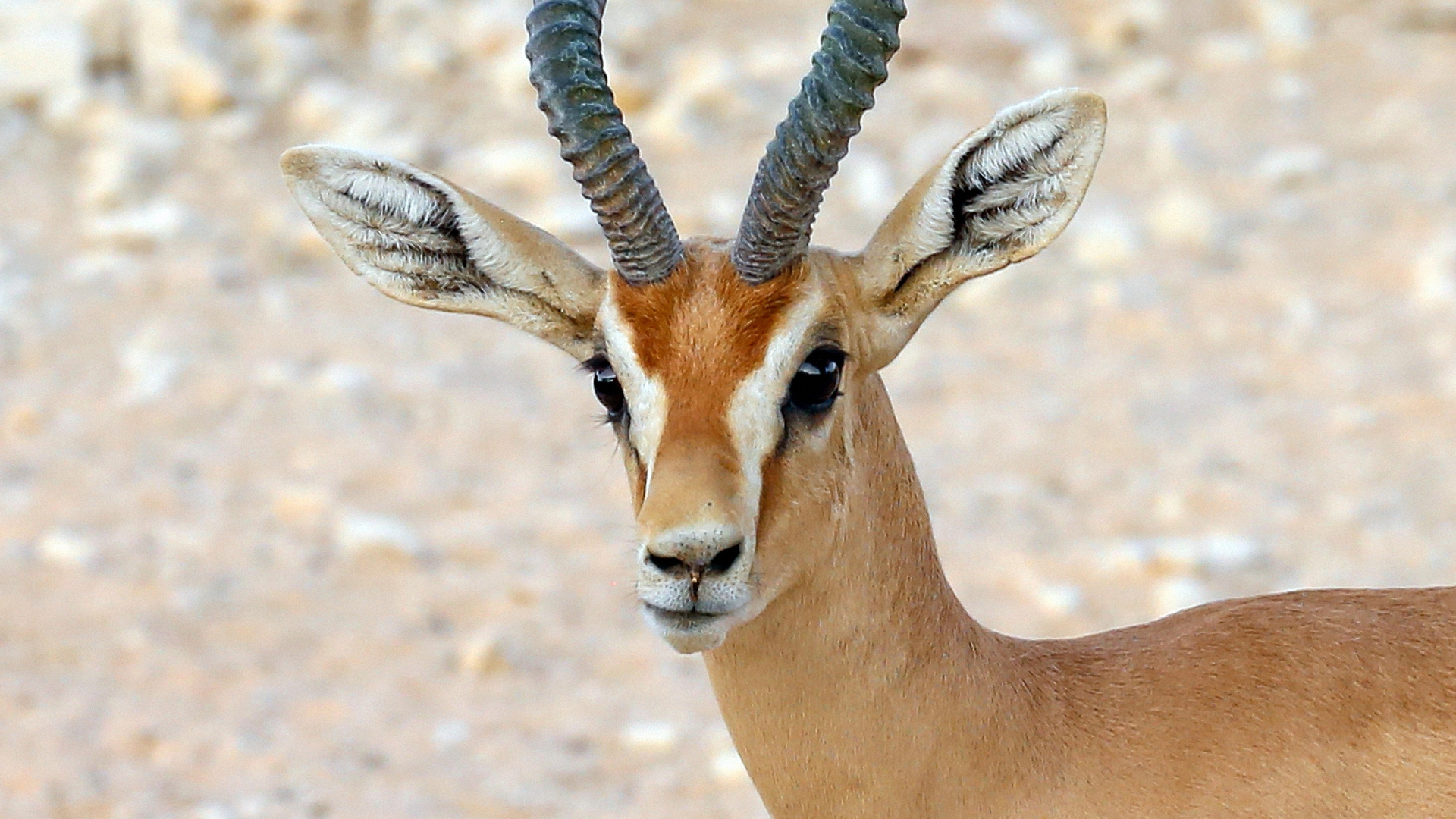 V Izraeli behala gazela so šiestimi nohami.