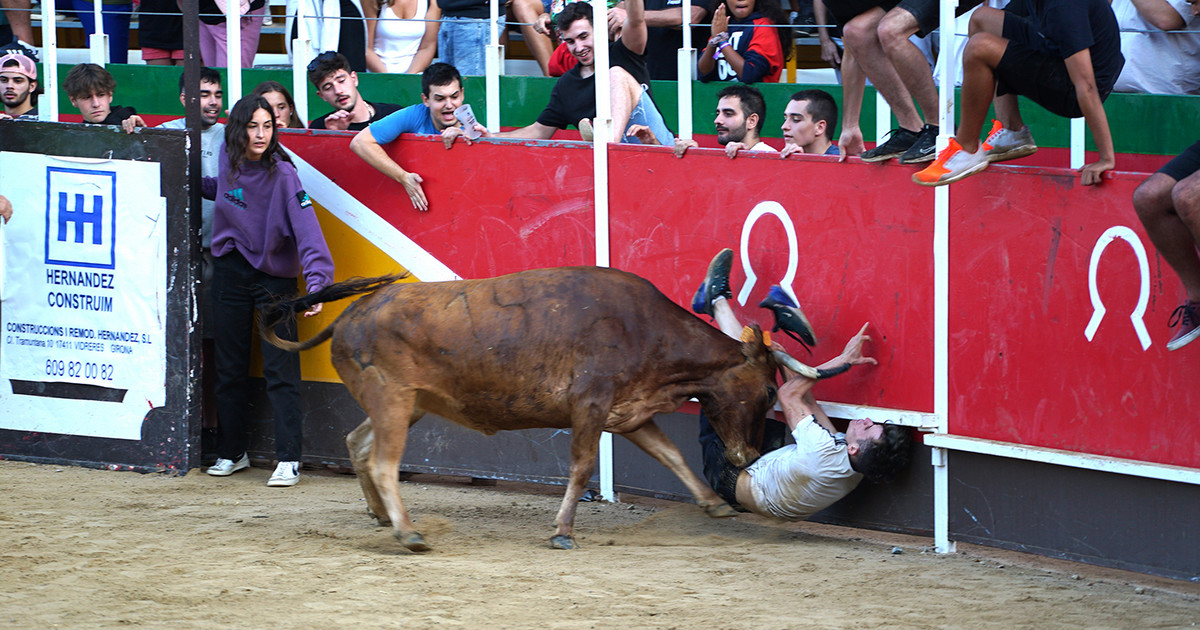Récord de muertos y heridos en ‘partidas’ con toros en España
