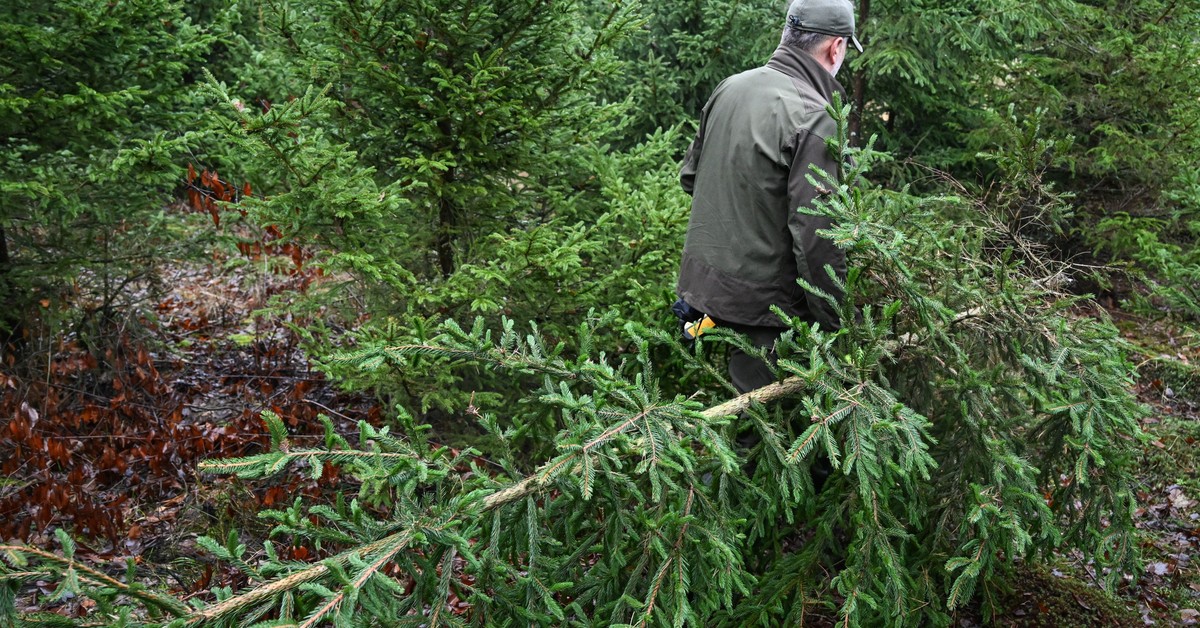Gałęzie sąsiada wystające na twój ogródek. Możesz łatwo rozwiązać problem
