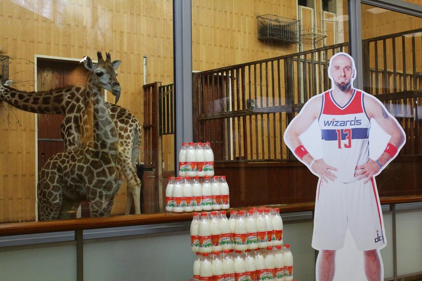 Marcin Gortat został ojcem chrzestnym żyrafy z warszawskiego zoo