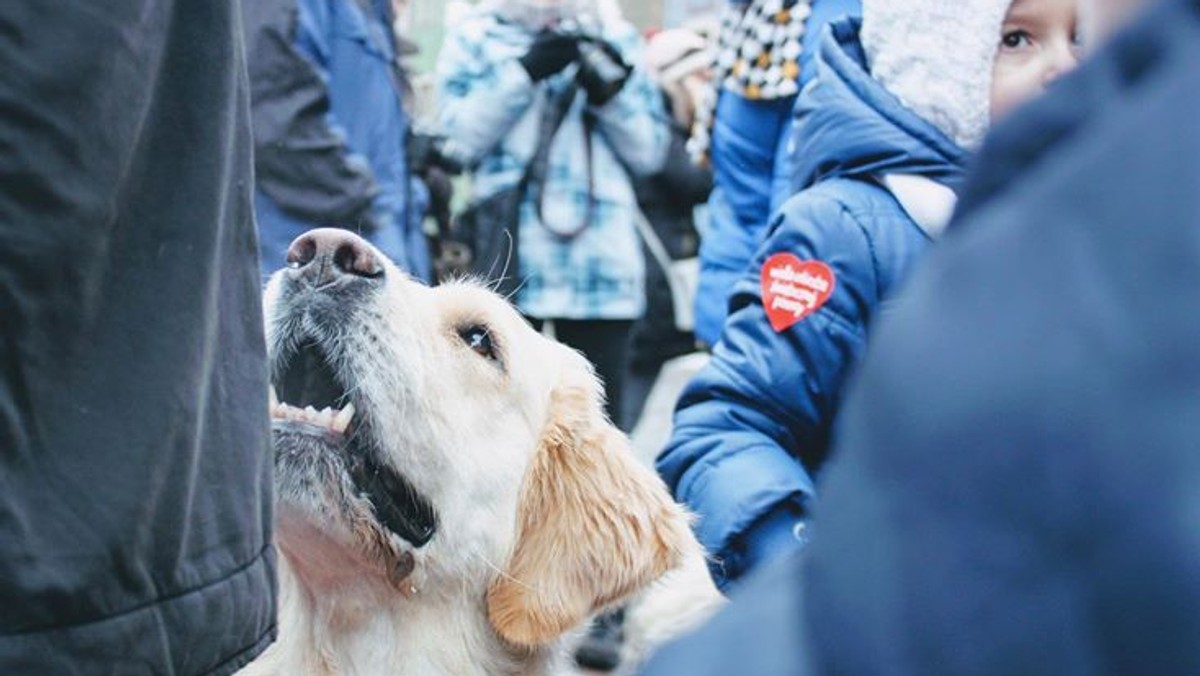 Poznań może pochwalić się najliczniejszą grupą golden retrieverów, które razem z wolontariuszami zbierają datki do puszek z serduszkiem WOŚP. Psy cieszą się dużą popularnością zwłaszcza wśród dzieci, a ich rodzice i opiekunowie są niezwykle hojni - co roku ekipa z czworonogami zbiera kilkadziesiąt tys. zł. W tym roku będą kwestować już po raz dziesiąty.