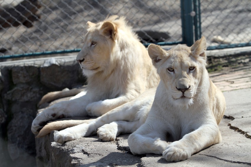 Lavovi zoo vrt