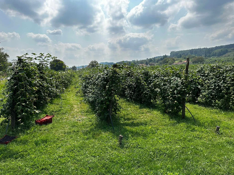 Ulaganja u kupinjak nisu mala, pitanje da li će se isplatiti
