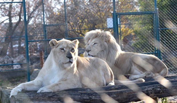 Lavovi zoo vrt