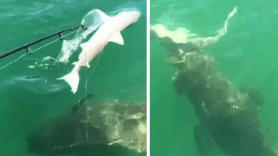 Žraloka zožrala obrovská ryba.