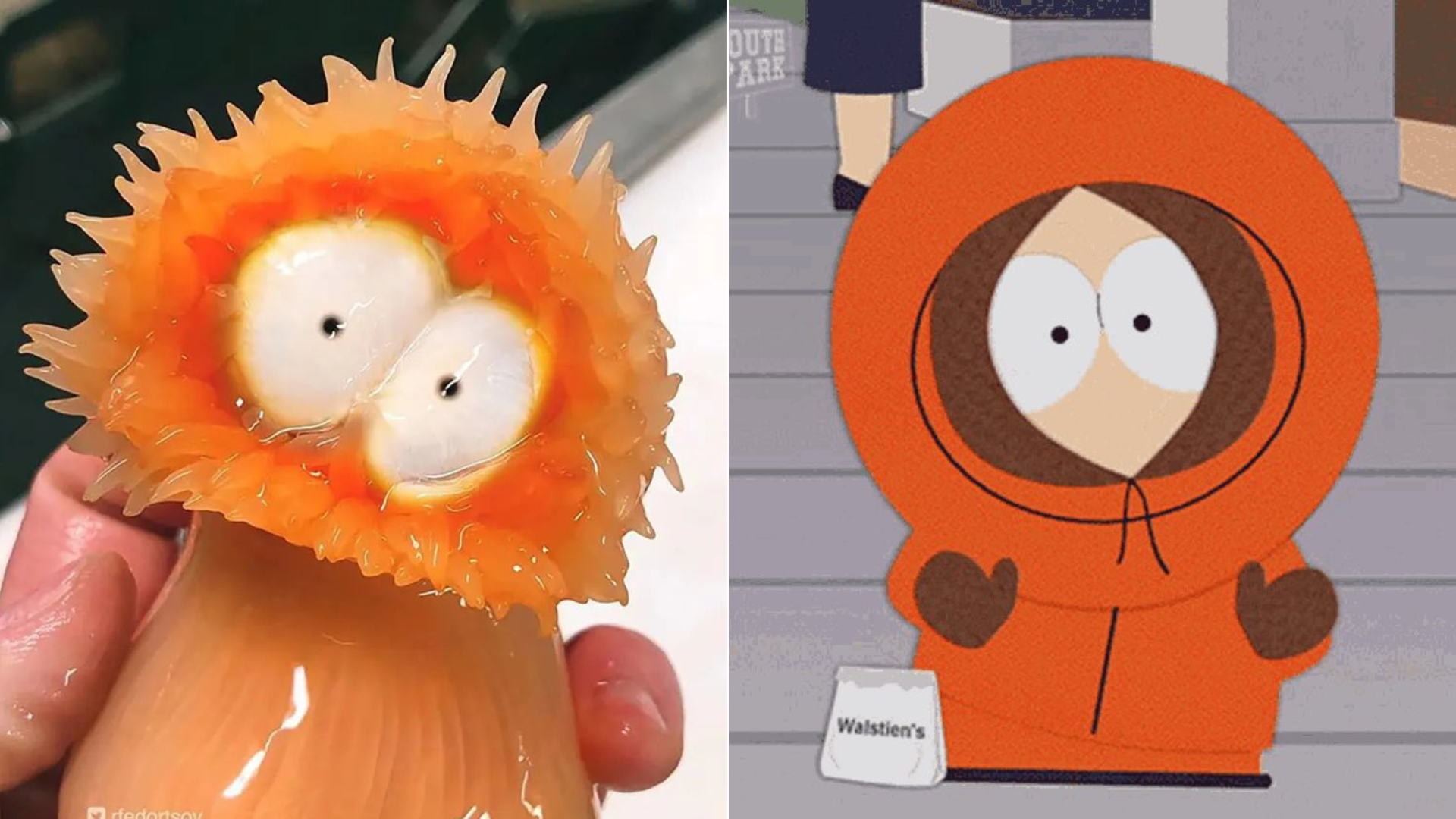 Sasanka či Kenny McCormick?