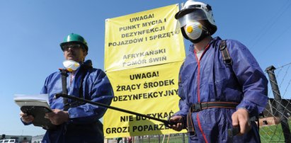 Zabraknie wieprzowiny? Epidemia rozleje się na całą Polskę