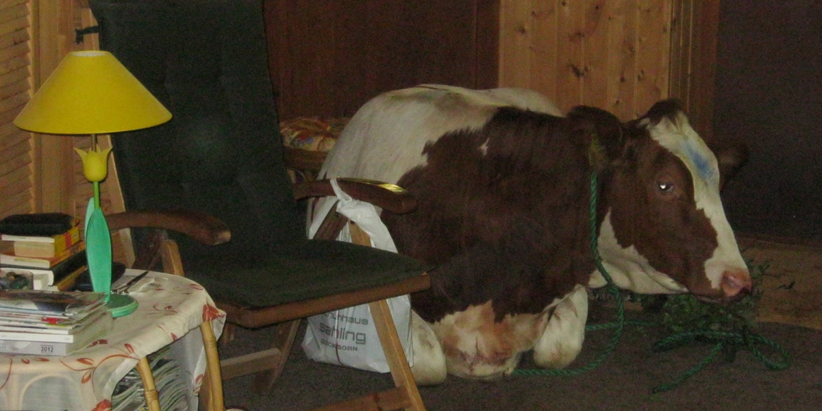 Krowa włamała się do mieszkania